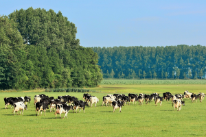 Genomineerden BioVLAM 2026 bekend: vier biobedrijven in de running