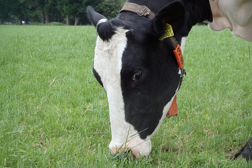 MilkBE neemt mee het beheer van Klimrek melkvee op zich
