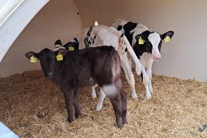 Onderzoek: effect kalverdiarree ijlt na in meerdere lactaties