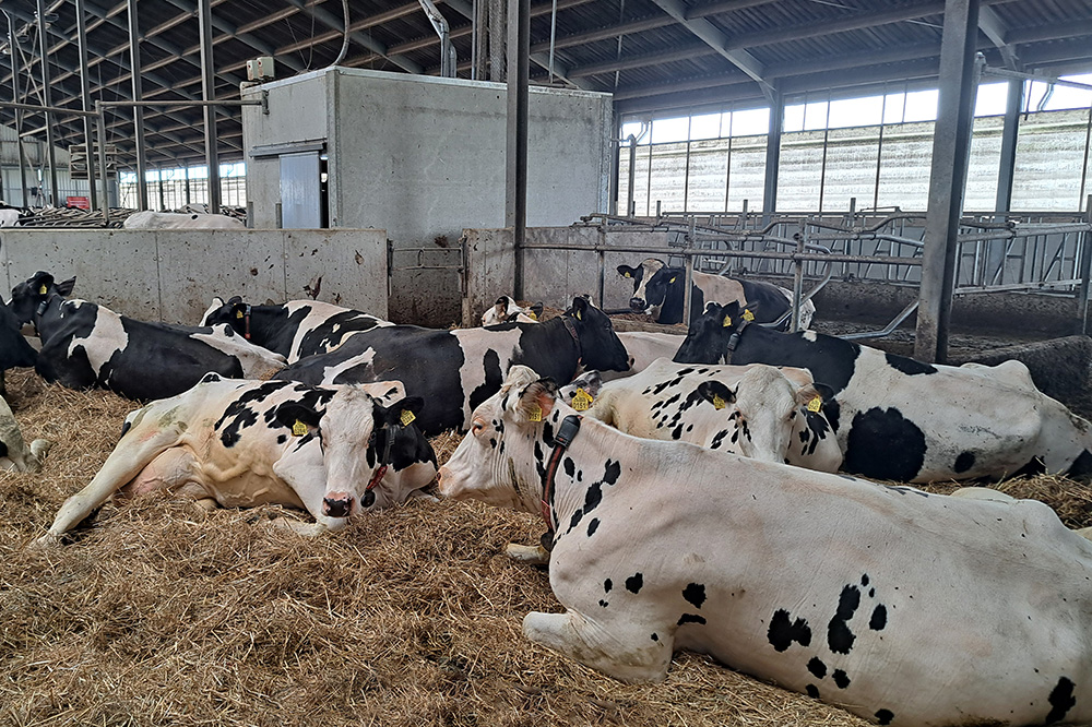Waarom vaarzen een langere droogstand nodig hebben dan oudere melkkoeien