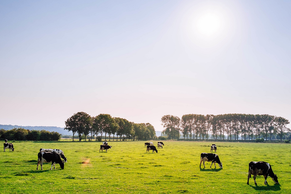 Arla en Danish Crown koppelen klimaatdata: minder administratie voor melkveehouders