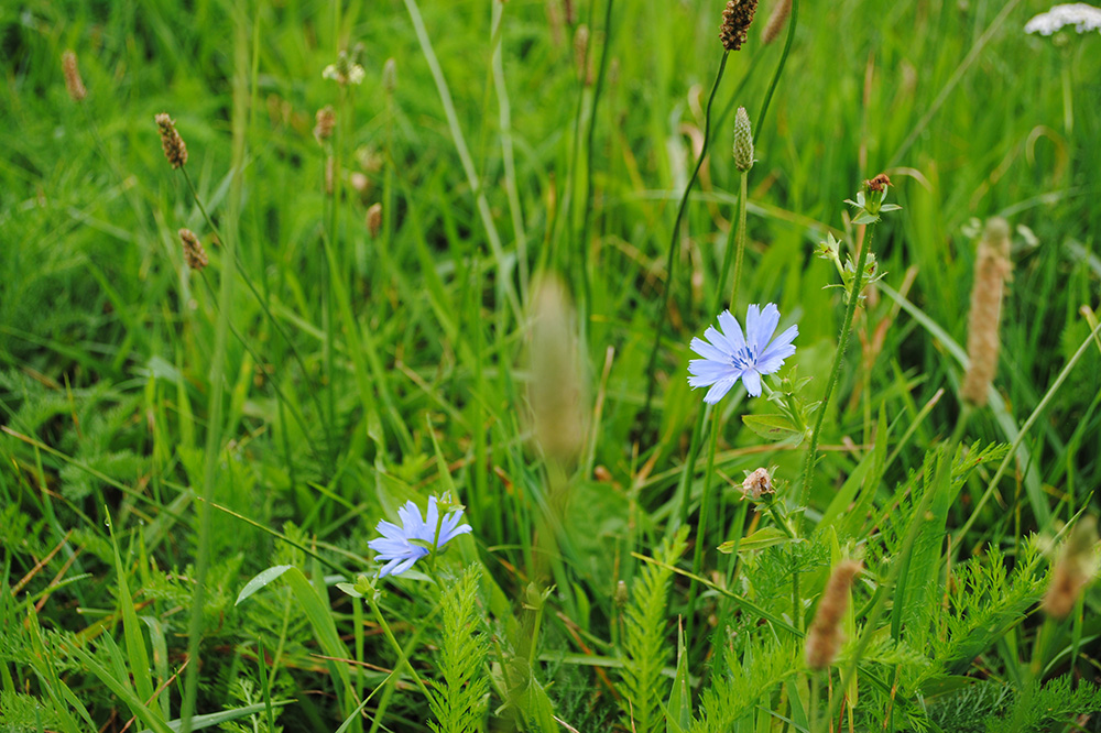 DivGrass: kruidenrijk grasland presteert in natte én droge jaren