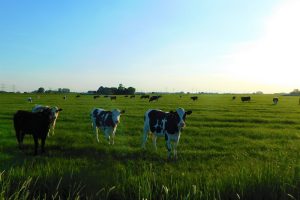 Blauwtongregels blijven tot minstens oktober 2026 ongewijzigd