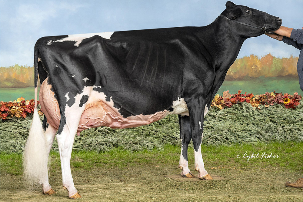 Oakfield Solomon Sunset uitgeroepen tot 'Star of the Breed'