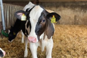 Eén op de vijf Waalse Holsteinkalveren is genoomgetest
