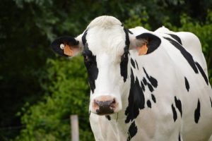 “Niet maximale, maar optimale levensduur moet het doel zijn”