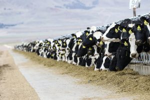 USDA verwacht meer melkproductie en hogere melkprijs in 2026