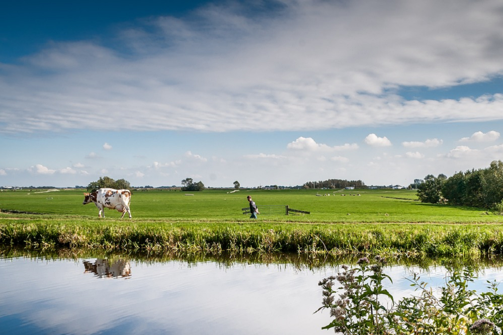 Zomer op het melkveebedrijf: voorkom een negatieve energiebalans
