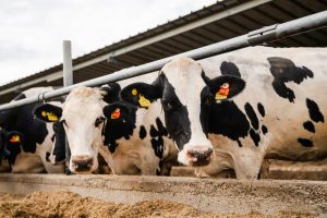 DN AGRAR wil melkproductie verdubbelen richting 2030