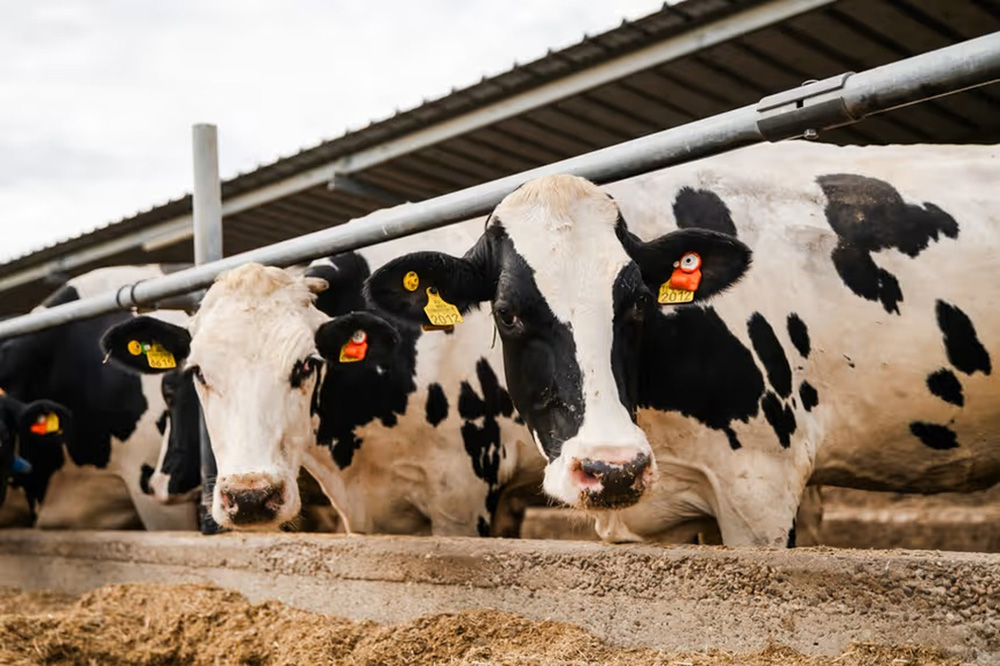 DN AGRAR wil melkproductie verdubbelen richting 2030