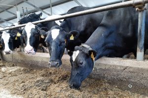 Twee nieuwe gevallen van IBR-insleep vastgesteld op Vlaamse rundveebedrijven
