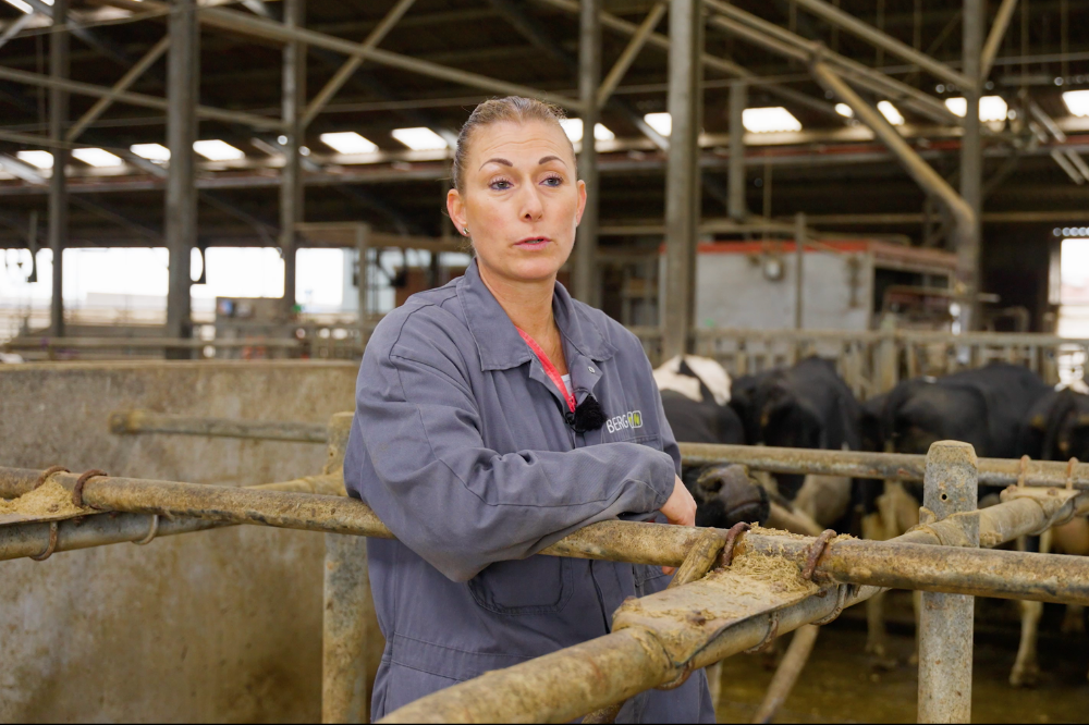 Melkkoeien liggen comfortabel in diepstrooiselboxen met een vlas-kalkmengsel