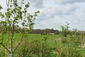 Aanplantsubsidie voor agroforestry 2026 aanvragen tot 18 september