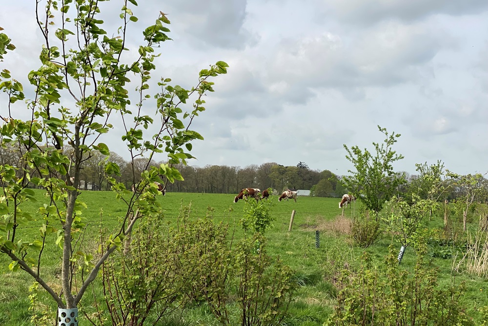 Aanplantsubsidie voor agroforestry 2026 aanvragen tot 18 september