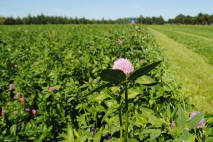 Budgetverhoging voor jonge landbouwers en eco-regelingen