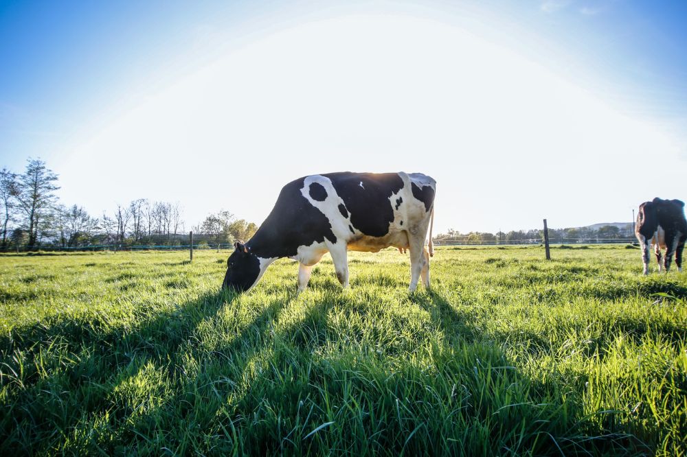 Jaarverslag MilkBE 2026: Belgische zuivelsector in beweging