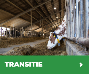 MVB.nl S1B5 - Programma Transitie
