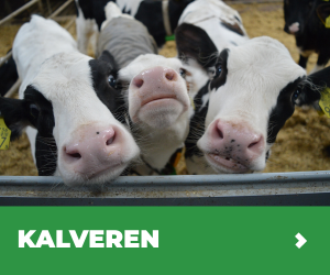 MVB.nl S1B7 - Programma Kalveren