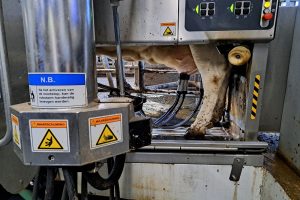 Regelmaat belangrijk in de melkrobot: “Meer melkingen is niet altijd beter”