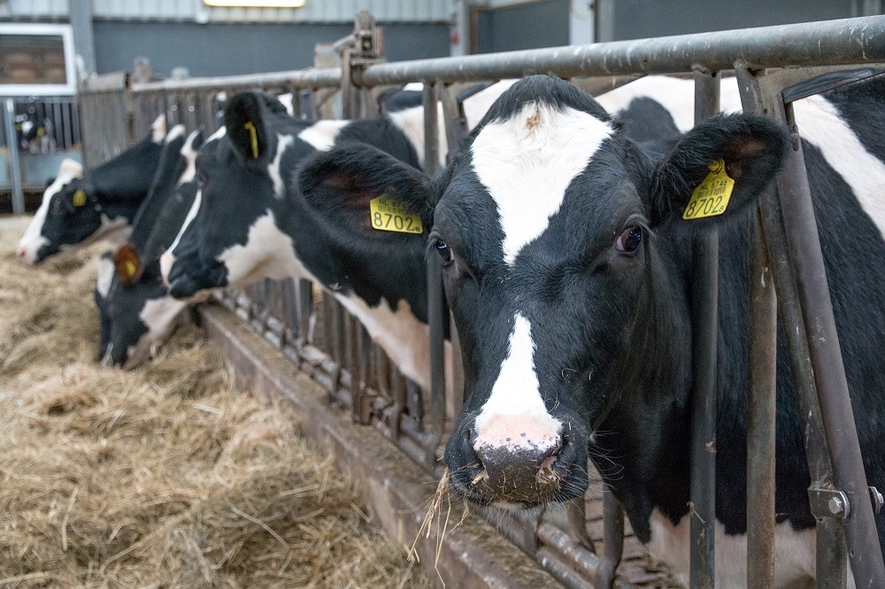 Budget beschikbaar voor onderzoek blauwtong: blijf verdachte gevallen melden