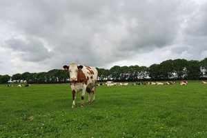 Melkkoe in de weide bij landbouwbedrijf Van Dorp in Fijnaart