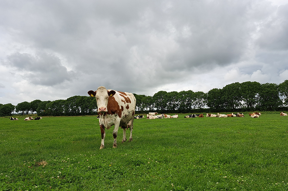 Melkkoe in de weide bij landbouwbedrijf Van Dorp in Fijnaart