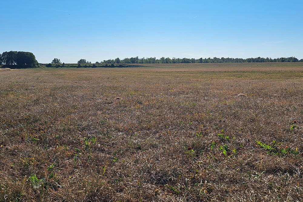 Voorkom dat droogte van deze zomer volgend jaar grasopbrengst kost