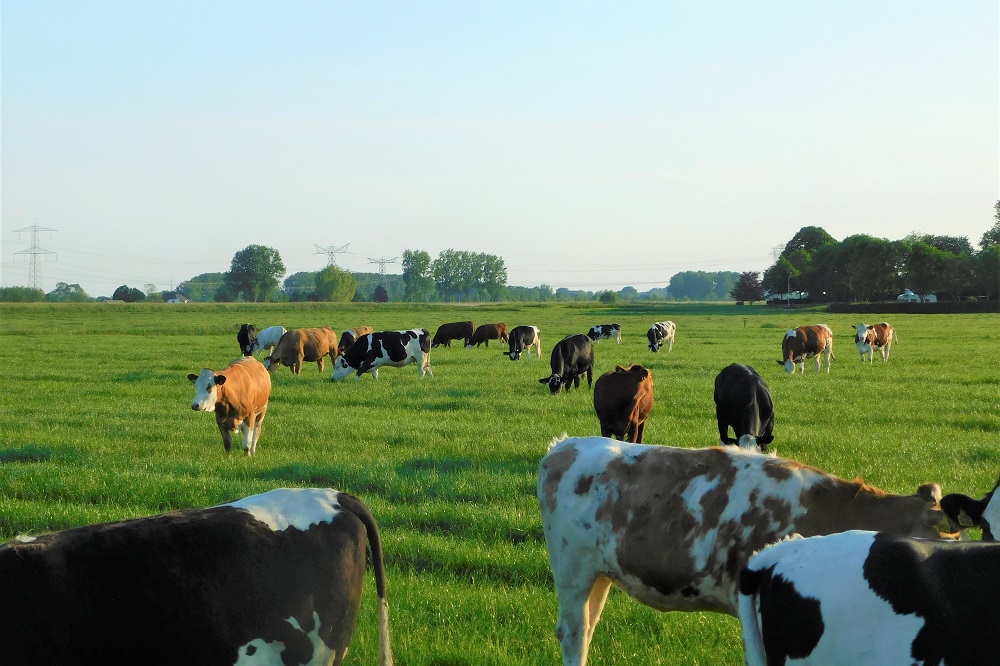 Omslag naar koel en nat weer kan risico op wormbesmetting verhogen