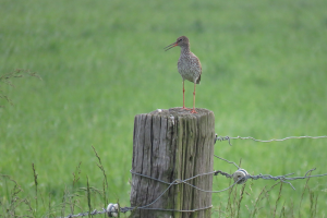 Vernatte graslanden bieden weidevogels leefgebied in Oudlandpolder