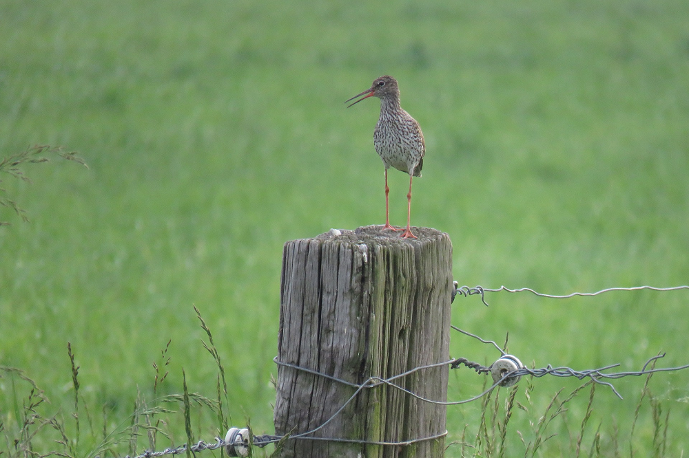 Vernatte graslanden bieden weidevogels leefgebied in Oudlandpolder
