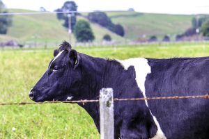 Landelijke melkproductie bereikt nieuw record