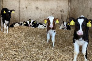 Dierenwelzijn voerde 292 controles uit op veebedrijven: standaardcontroles blijven onaangekondigd