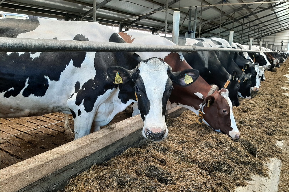 Onderzoek: rantsoen speelt rol bij methaanuitstoot melkvee