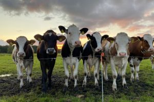 Brouns over NER-afroming bij overnames: “We moeten dat durven herbekijken”