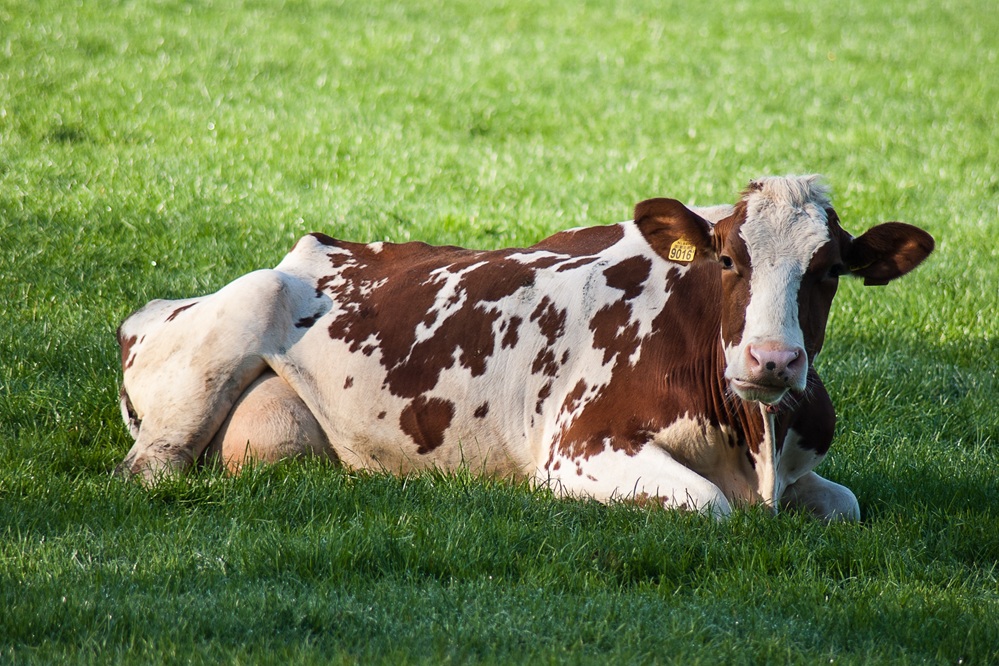 corgaasbeek-cow-3344361 1000