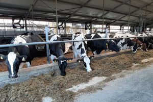 Bijna 83 procent van bedrijven behaalt A-niveau voor paratuberculose