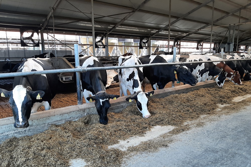 Bijna 83 procent van bedrijven behaalt A-niveau voor paratuberculose