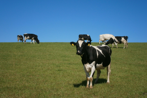 Grazing 1000