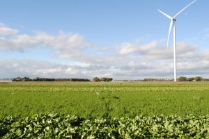 Groenbedekker laat inzaaien: welke soorten zijn geschikt?
