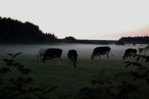 Pinken in de mist.1000