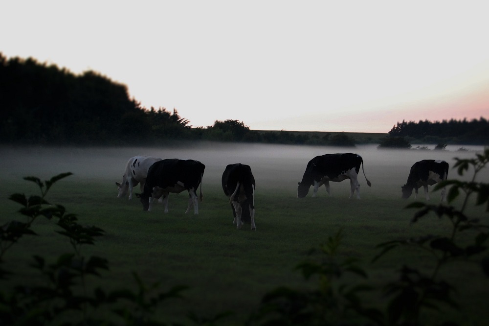 Pinken in de mist.1000